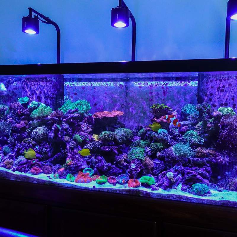 Aquarium with purple lights