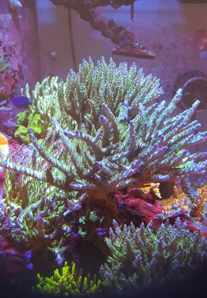 Close-up of a vibrant coral reef aquarium with various corals and small fish illuminated by blue and purple lighting, meticulously maintained by expert aquarium services from the Aquarium Doctor.