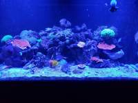 A brightly lit aquarium featuring various corals, rocks, and a few colorful fish swimming in clear blue water.