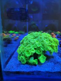 A bright green coral under blue illumination in an aquarium tank.