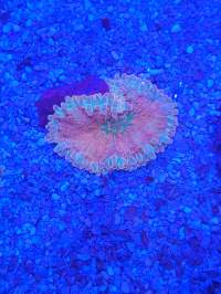 A brightly colored coral with tentacle-like edges is illuminated under blue lights on a blue, gravelly substrate.