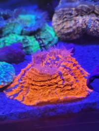 A vibrant orange coral with tentacles under blue lighting in an underwater environment. Green and purple corals are visible in the background.