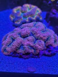 A close-up of corals in an aquarium, illuminated by blue and purple lighting. The corals have a textured surface with vivid colors.