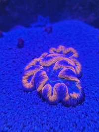 A close-up of a brain coral under blue lighting, showcasing its detailed, ridged surface and vibrant coloration.