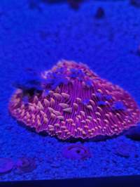 A bright, colorful coral illuminated under blue light, displaying a textured surface with vibrant pink and yellow hues.