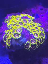 Close-up image of brightly colored coral under ultraviolet light, showing predominantly yellow and purple hues with intricate patterns on a dark blue background.