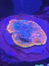 A colorful coral under blue lighting, displaying vibrant hues of purple, blue, yellow, and orange. The coral is laid on a larger, flat, purple-toned surface.