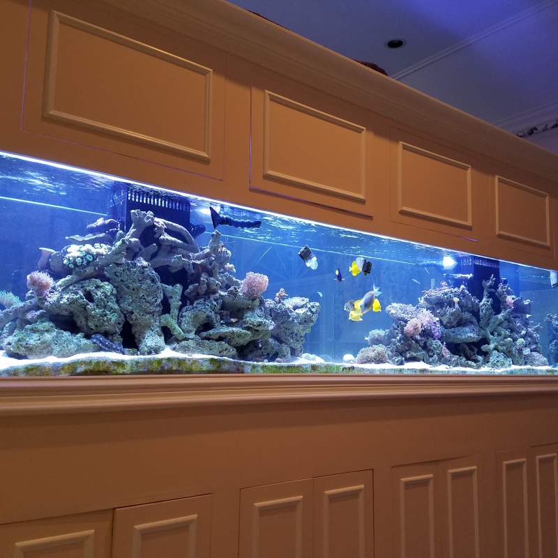 Large aquarium built into a brown wall