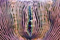 Close-up of a coral displaying intricate, colorful striped patterns in shades of pink, purple, and green, with a central blue ridge.