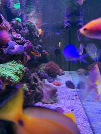 Inside of an aquarium with beautiful yellow and orange fish