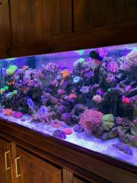 Large built-in aquarium with purple lights and beautiful corals