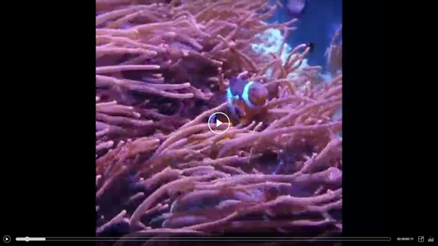 Clownfish Swimming